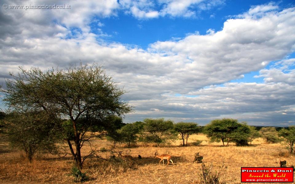 TANZANIA - Tarangire National Park - 23.jpg